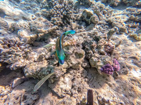 Bunte tropische Hipposcarus longiceps oder Longnose Papageienfische bekannt als Hipposcarus Harid unter Wasser am Korallenriff. Unterwasserwelt des Riffs mit Korallen und tropischen Fischen. Korallenriff am Roten Meer, Ägypten