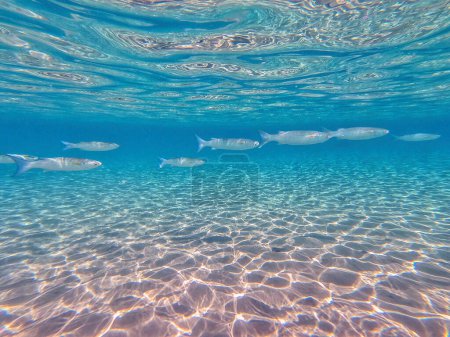 Der als Mugil Cephalus bekannte Graubarbenfisch schwimmt unter Wasser am Korallenriff. Unterwasserwelt des Riffs mit Korallen und tropischen Fischen. Korallenriff am Roten Meer, Ägypten