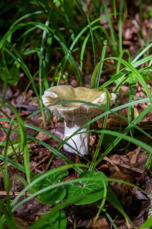 Le champignon Russula virescens est un champignon basidiomycète du genre Russula, communément appelé russula à craquelures vertes, russula verte matelassée ou brittlegill verte. Champignon avec un chapeau vert ou gris et tige blanche poussant parmi les tombés 