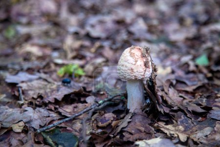 Essbarer Pilz Amanita rubescens, allgemein bekannt als errötende Amanita. Wildpilz wächst im Herbstwald zwischen abgefallenen Blättern