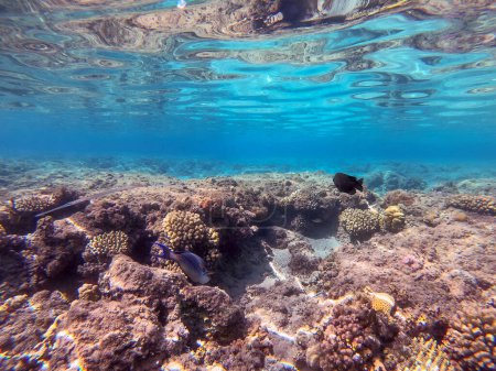 Vista de cerca de peces de corneta con manchas azules tropicales, peces de corneta lisos o flutemouth suave conocido como Fistularia jalá bajo el agua en el arrecife de coral. Vida submarina de arrecife con corales y peces tropicales. Arrecife de coral en el Mar Rojo, Egipto