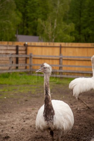 White ostrich nandu known as Greater rhea (Rhea americana) is a flightless bird found in eastern South America. Greater Rhea from South America also called American Rhea or Nandu - Latin: Rhea Americana. Farmer breeding of ostriches, organic farming 