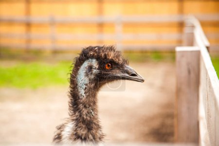 Close up view of australian ostrich emu known as Dromaius novaehollandiae is the second largest living bird on the planet. Farmer breeding of ostriches, organic farming concept