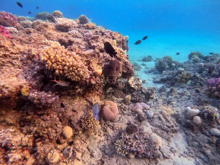 Vista de cerca de la espiga de velero tropical o la espiga de velero de Desjardin conocida como Zebrasoma desjardinii bajo el agua en el arrecife de coral. Vida submarina de arrecife con corales y peces tropicales. Arrecife de coral en el Mar Rojo, Egipto