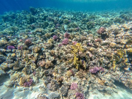 Vue panoramique sous-marine du récif corallien avec des poissons tropicaux, des algues et des coraux à la mer Rouge, en Égypte. Acropora gemmifera et corail à capuchon ou corail chou-fleur lisse (Stylophora pistillata), Lobophyllia hemprichii, Acropora hemprichii ou cerf vierge