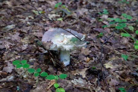 A mushroom Russula virescens is a basidiomycete mushroom of the genus Russula, and is commonly known as the green-cracking russula, the quilted green russula or green brittlegill. Mushroom with a green or grey cap and white stem growing among fallen 