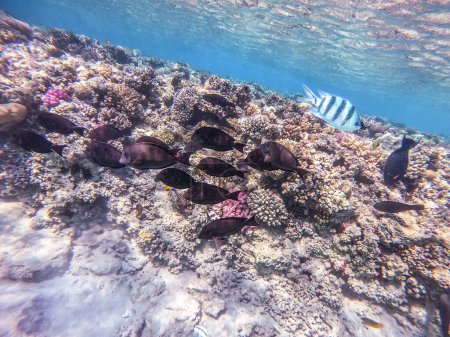 Tropischer Tang der Segelflosse oder Desjardins Tang der Segelflosse, bekannt als Zebrasoma desjardinii unter Wasser am Korallenriff. Unterwasserwelt des Riffs mit Korallen und tropischen Fischen. Korallenriff am Roten Meer, Ägypten