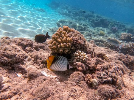 Poisson-papillon à threadfin tropical connu sous le nom de Chaetodon auriga sous l'eau au récif corallien. Vie sous-marine de récif avec des coraux et des poissons tropicaux. Récif corallien à la mer Rouge, Égypte