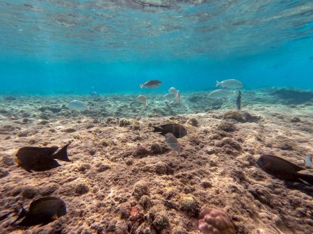 Téléchargez les photos : Banc de Sargos ou dorade blanche connu sous le nom de Diplodus Sargus poisson sous-marin au récif corallien. Vie sous-marine de récif avec des coraux et des poissons tropicaux. Récif corallien à la mer Rouge, Égypte - en image libre de droit