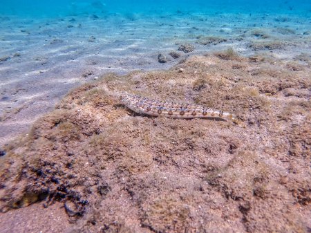 Nahaufnahme der als Synodus variegatus bekannten Eidechsenfische unter Wasser auf Sand am Korallenriff. Unterwasserwelt des Riffs mit Korallen und tropischen Fischen. Korallenriff am Roten Meer, Ägypten
