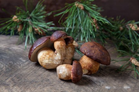 Autumn composition of several boletus badius, imleria badia or bay bolete mushrooms on vintage wooden background with branch of pine tree on back. Edible and pored fungus has velvety dark brown or chestnut color cap