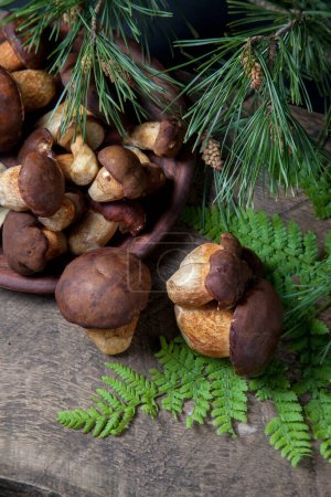 Autumn composition of boletus badius, imleria badia or bay bolete mushrooms and clay plate with mushrooms on vintage wooden background with green branch of pine tree and fern leaf on back. Edible and pored fungus has velvety dark brown or chestnut co