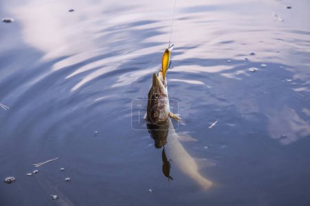 Acabo de atrapar peces de lucio del norte de agua dulce conocen como Esox Lucius con señuelo en la boca en agua de libras. Concepto de pesca, buena captura - boca abierta lucio grande con gotas de correr en el agua

