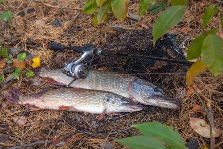 Fishing concept, trophy catch - two big freshwater pikes fish know as Esox Lucius just taken from the water on keep net. Freshwater Northern pikes fish know as Esox Lucius and fishing equipment on yellow leaves at autumn time.