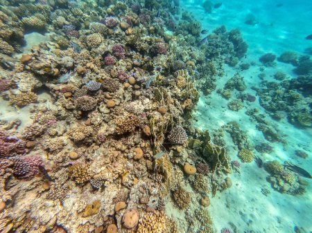 Photo for Underwater panoramic view of coral reef with tropical fish, seaweeds and corals at the Red Sea, Egypt. Acropora gemmifera and Hood coral or Smooth cauliflower coral (Stylophora pistillata), Lobophyllia hemprichii, Acropora hemprichii or Pristine Stag - Royalty Free Image