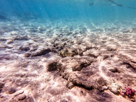 Puffer manchado blanco conocido como Arothron hispidus bajo el agua en el arrecife de coral. Vida submarina de arrecife con corales y peces tropicales. Arrecife de coral en el Mar Rojo, Egipto