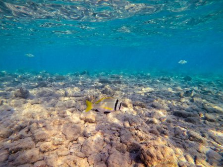 Dorada Doublebar conocida como acanthopagrus bifasciatus bajo el agua en el arrecife de coral. Vida submarina de arrecife con corales y peces tropicales. Arrecife de coral en el Mar Rojo, Egipto