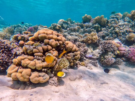 Tropischer Schwarzschwanz-Falterfisch oder exquisiter Schmetterlingsfisch namens Chaetodon austriacus unter Wasser am Korallenriff. Unterwasserwelt des Riffs mit Korallen und tropischen Fischen. Korallenriff am Roten Meer, Ägypten
