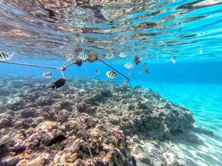 Sargento de tijera conocido como Abudefduf sexfasciatus bajo el agua en el arrecife de coral. Vida submarina de arrecife con corales y peces tropicales. Arrecife de coral en el Mar Rojo, Egipto