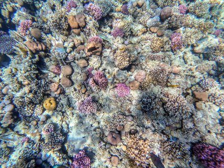 Téléchargez les photos : Vue panoramique sous-marine du récif corallien avec des poissons tropicaux, des algues et des coraux à la mer Rouge, en Égypte. Acropora gemmifera et corail à capuchon ou corail chou-fleur lisse (Stylophora pistillata), Lobophyllia hemprichii, Acropora hemprichii ou cerf vierge - en image libre de droit