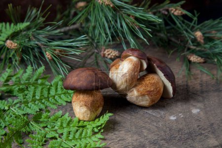 Autumn composition of several boletus badius, imleria badia or bay bolete mushrooms on vintage wooden background with fern green leaf and branch of pine tree on back. Edible and pored fungus has velvety dark brown or chestnut color cap