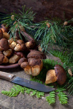 Autumn composition of boletus badius, imleria badia or bay bolete mushrooms, clay plate with mushrooms and knife  on vintage wooden background with green branch of pine tree and fern leaf on back. Edible and pored fungus has velvety dark brown or che