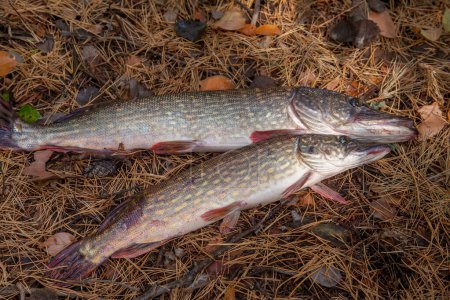 Fishing concept, trophy catch - two big freshwater pike fish know as Esox Lucius just taken from the water. Freshwater Northern pike fish know as Esox Lucius on yellow leaves at autumn time.