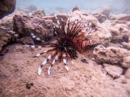 Exotic tropical Devil firefish or common lionfish known as Pterois miles underwater at the coral reef. Underwater life of reef with corals and tropical fish. Coral Reef at the Red Sea, Egypt