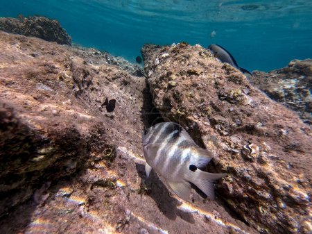 Foto de Dascyllus trimaculatus es una especie de peces de la familia Pomacentridae bajo el agua en el arrecife de coral. Vida submarina de arrecife con corales y peces tropicales. Arrecife de Coral en el - Imagen libre de derechos