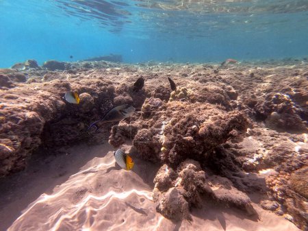 Poisson-papillon à threadfin tropical connu sous le nom de Chaetodon auriga sous l'eau au récif corallien. Vie sous-marine de récif avec des coraux et des poissons tropicaux. Récif corallien à la mer Rouge, Égypte