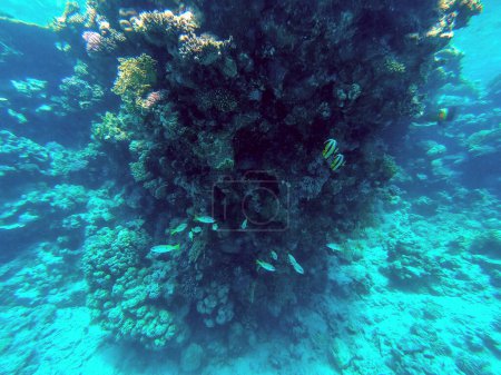 Téléchargez les photos : Vue panoramique sous-marine du récif corallien avec des poissons tropicaux, des algues et des coraux à la mer Rouge, en Égypte. Acropora gemmifera et corail à capuchon ou corail chou-fleur lisse (Stylophora pistillata), Lobophyllia hemprichii, Acropora hemprichii ou cerf vierge - en image libre de droit