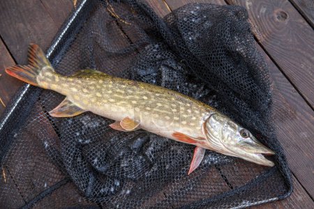 Freshwater Northern pike fish know as Esox Lucius on landing net. Fishing concept, good catch - big freshwater pike fish just taken from the water and fishing equipment on vintage wooden background with yellow leaves at autumn time