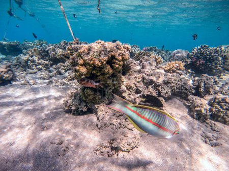 Klunzingers Lippfisch namens Thalassoma rueppellii unter Wasser am Korallenriff. Unterwasserwelt des Riffs mit Korallen und tropischen Fischen. Korallenriff am Roten Meer, Ägypten
