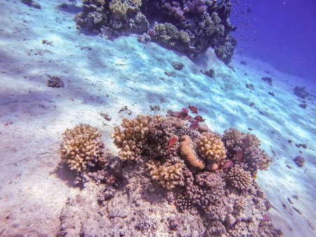 Vue panoramique sous-marine du récif corallien avec le haut-fond de Lyretail anthias (Pseudanthias squamipinnis) et d'autres types de poissons tropicaux, d'algues et de coraux à la mer Rouge, en Égypte. Acropora gemmifera et corail à capuchon ou corail chou-fleur lisse (Stylophora 