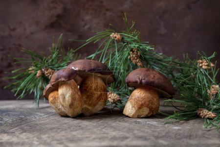 Autumn composition of group boletus badius, imleria badia or bay bolete mushrooms on vintage wooden background with green pine branch on back. Edible and pored fungus has velvety dark brown or chestnut color cap