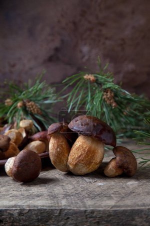Autumn composition of boletus badius, imleria badia or bay bolete mushrooms and clay plate with mushrooms on vintage wooden background with green branch of pine tree on back. Edible and pored fungus has velvety dark brown or chestnut color cap