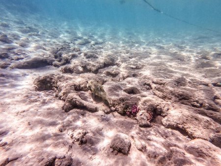 Puffer manchado blanco conocido como Arothron hispidus bajo el agua en el arrecife de coral. Vida submarina de arrecife con corales y peces tropicales. Arrecife de coral en el Mar Rojo, Egipto
