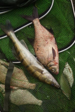 Freshwater zander fish know as sander lucioperca and common bream known as bronze bream or carp bream (Abramis brama) just taken from the water on green fishing net. Fishing concept, good catch - big freshwater zander fish and common bream fish on ke