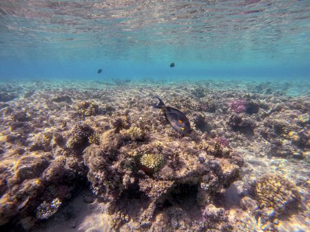 Poisson tropical coloré Poisson chirurgien Sohal (Acanthurus Sohal) tang sous l'eau au récif corallien. Vie sous-marine de récif avec des coraux et des poissons tropicaux. Récif corallien à la mer Rouge, Égypte