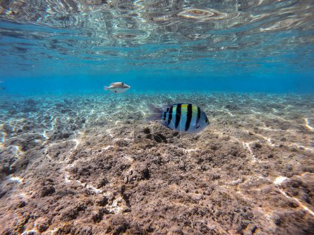 Sergent à queue de ciseau connu sous le nom Abudefduf sexfasciatus sous l'eau au récif corallien. Vie sous-marine de récif avec des coraux et des poissons tropicaux. Récif corallien à la mer Rouge, Égypte