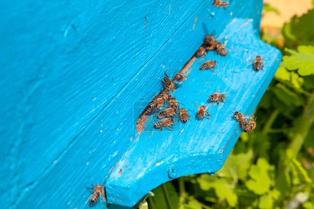 Photo for Frames of a beehive. Plenty of bees at the entrance of old beehive in apiary. Busy bees, close up view of the working bees on textured old plank - Royalty Free Image