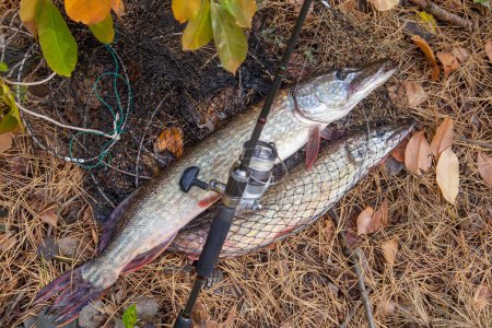Fishing concept, trophy catch - big freshwater pike fish know as Esox Lucius just taken from the water on keep net with fishery catch in it. Freshwater Northern pikes fish know as Esox Lucius and fishing equipment on yellow leaves at autumn time.
