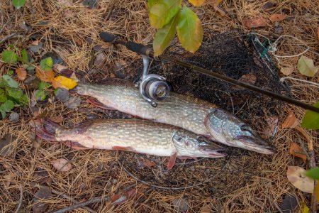 Fishing concept, trophy catch - two big freshwater pikes fish know as Esox Lucius just taken from the water on keep net. Freshwater Northern pikes fish know as Esox Lucius and fishing equipment on yellow leaves at autumn time.