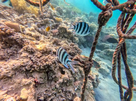 Sergent à queue de ciseau connu sous le nom Abudefduf sexfasciatus sous l'eau au récif corallien. Vie sous-marine de récif avec des coraux et des poissons tropicaux. Récif corallien à la mer Rouge, Égypte