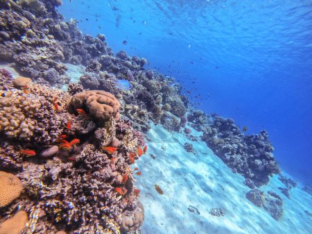 Unterwasser-Panoramablick auf das Korallenriff mit einem Schwarm von Lyretail-Anthias (Pseudanthias squamipinnis) und anderen Arten tropischer Fische, Algen und Korallen am Roten Meer, Ägypten. Acropora gemmifera und Haubenkoralle oder Glatte Blumenkohl-Koralle (Stylophora 