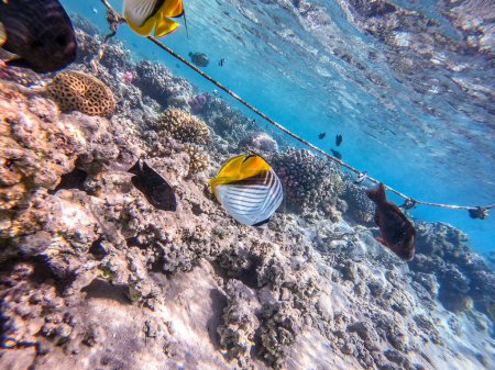Tropischer Threadfin-Schmetterlingsfisch namens Chaetodon auriga unter Wasser am Korallenriff. Unterwasserwelt des Riffs mit Korallen und tropischen Fischen. Korallenriff am Roten Meer, Ägypten