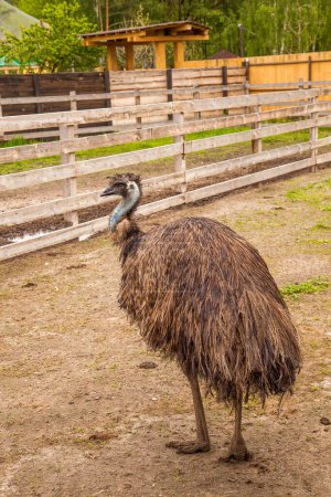 Australian ostrich emu known as Dromaius novaehollandiae is the second largest living bird on the planet. Emu is flightless bird and native to Australia. Farmer breeding of ostriches, organic farming concept