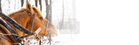 Photo for Portrait of brown horse in winter landscape. - Royalty Free Image