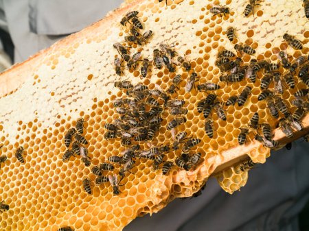 Téléchargez les photos : Bee honeycombs with honey and bees. Apiculture concept - en image libre de droit