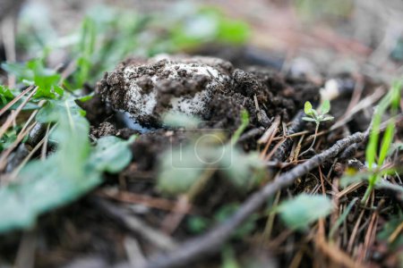 Téléchargez les photos : Beau champignon sauvage poussant dans une forêt parmi les feuilles, le sol et d'autres champignons. - en image libre de droit